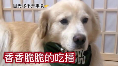 狗子爆料会被告吗视频,揭秘网络爆料风险与法律边界  第2张