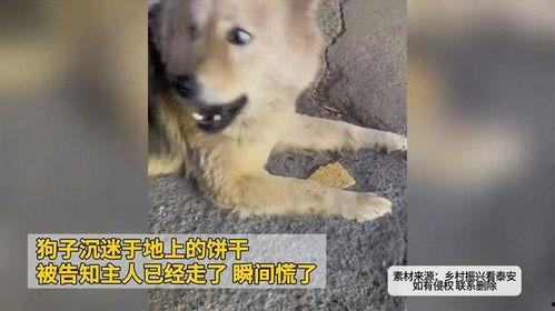 狗子爆料会被告吗视频,揭秘网络爆料风险与法律边界  第3张