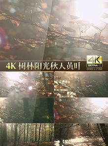 风景视频爆料大全高清版,风景视频爆料大全高清版精彩集锦