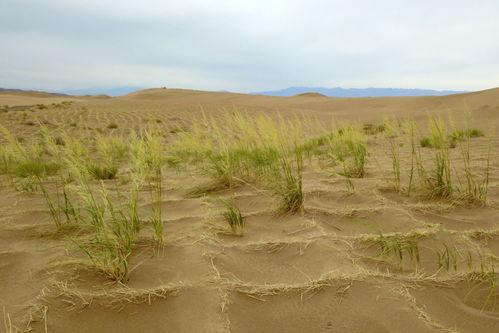 最新沙漠爆料消息新闻报道  第2张