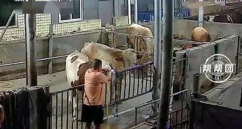 橙衣男子爆料视频播放全集,事件真相与幕后黑幕大起底  第2张