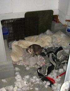 小孩爆料拆迁视频真实图片,真实画面曝光，引发社会关注