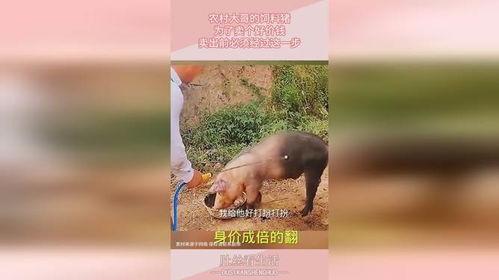 杀猪饲料大哥爆料视频,大哥爆料视频曝光惊人内幕