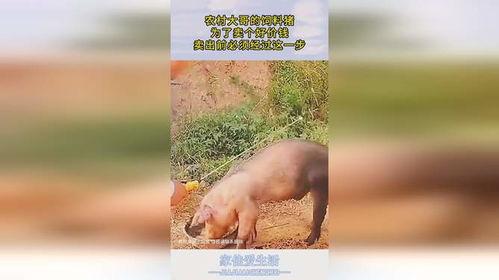 杀猪饲料大哥爆料视频,大哥爆料视频曝光惊人内幕  第2张