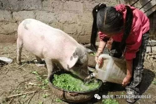 杀猪饲料大哥爆料视频,大哥爆料视频曝光惊人内幕  第3张