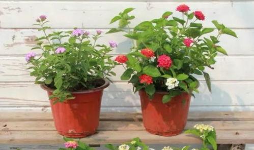 吉林美容院最新爆料视频,揭秘美容行业潜规则与消费者权益受损  第2张