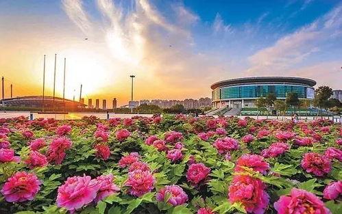 洛阳植物园最新爆料,探秘植物界的“秘境奇观”  第2张