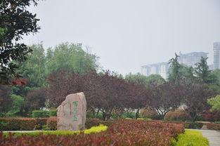 洛阳植物园最新爆料,探秘植物界的“秘境奇观”  第3张