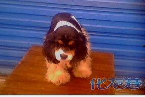 花母狗在线观看 第1张 花母狗在线观看 第1张