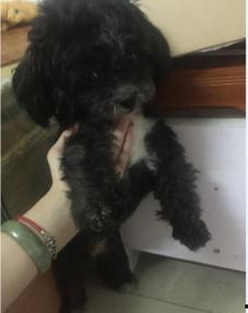 花母狗在线观看 第2张 花母狗在线观看 第2张