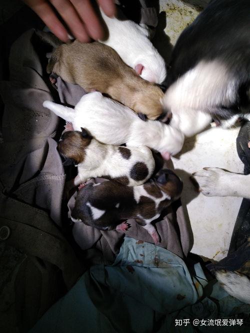 花母狗在线观看 第3张 花母狗在线观看 第3张