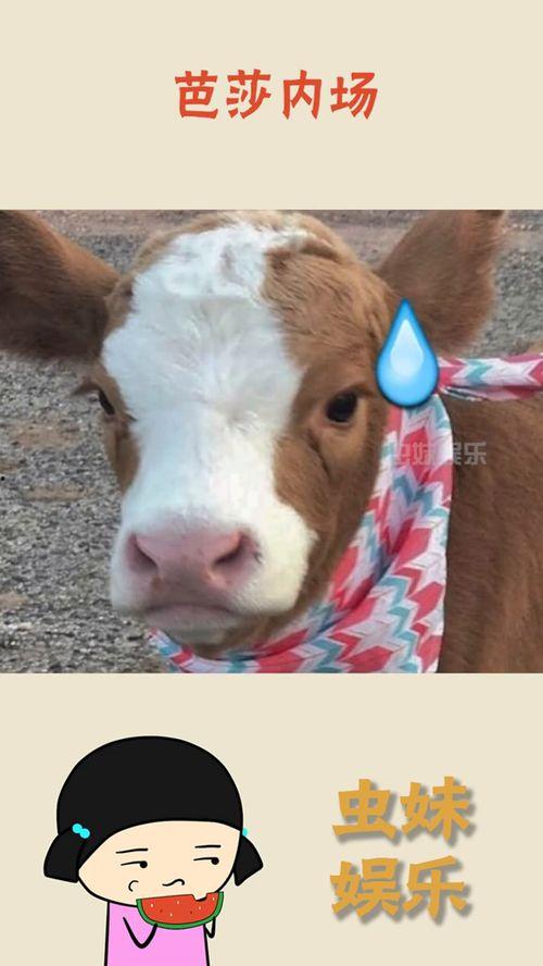 娱乐吃瓜酱上天,揭秘娱乐圈背后的秘密与奇闻轶事